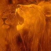 prophetic cycles announced